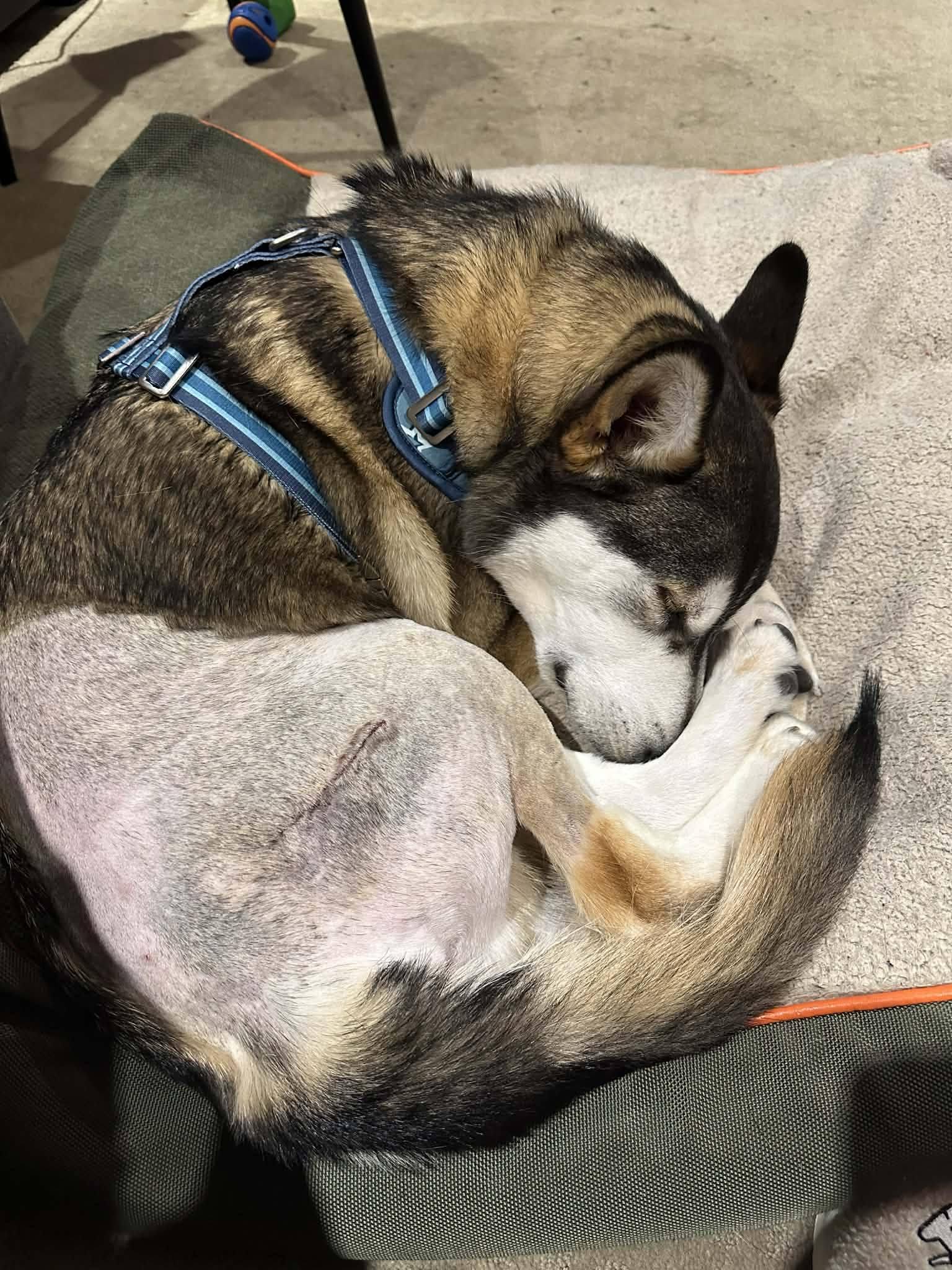 Enlarge Balto, a ADOPTABLE Husky in London, ON image 2/5