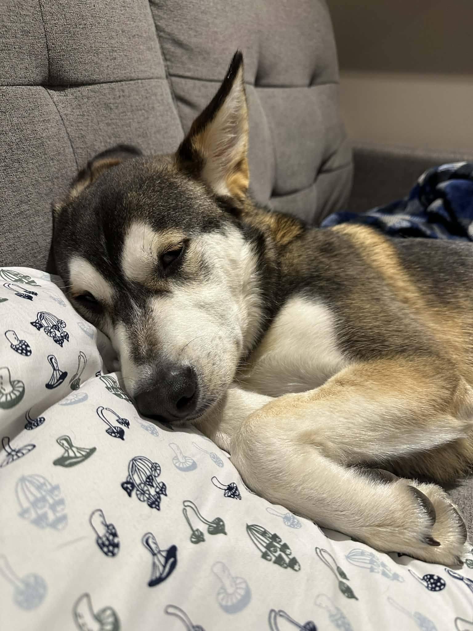 Enlarge Balto, a ADOPTABLE Husky in London, ON image 5/5