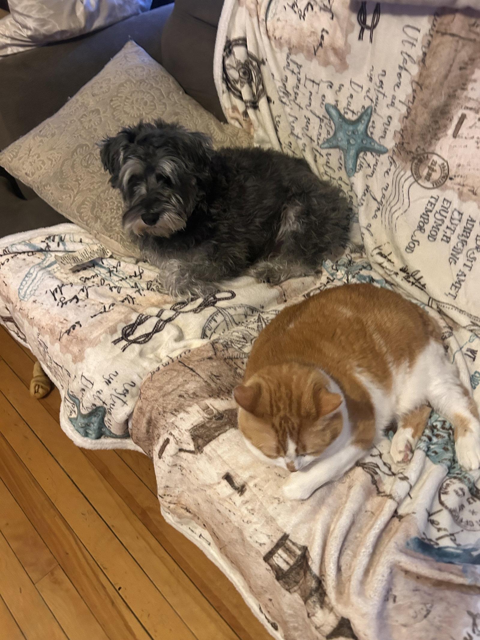 Prince, Adopted, Young Male Schnauzer.