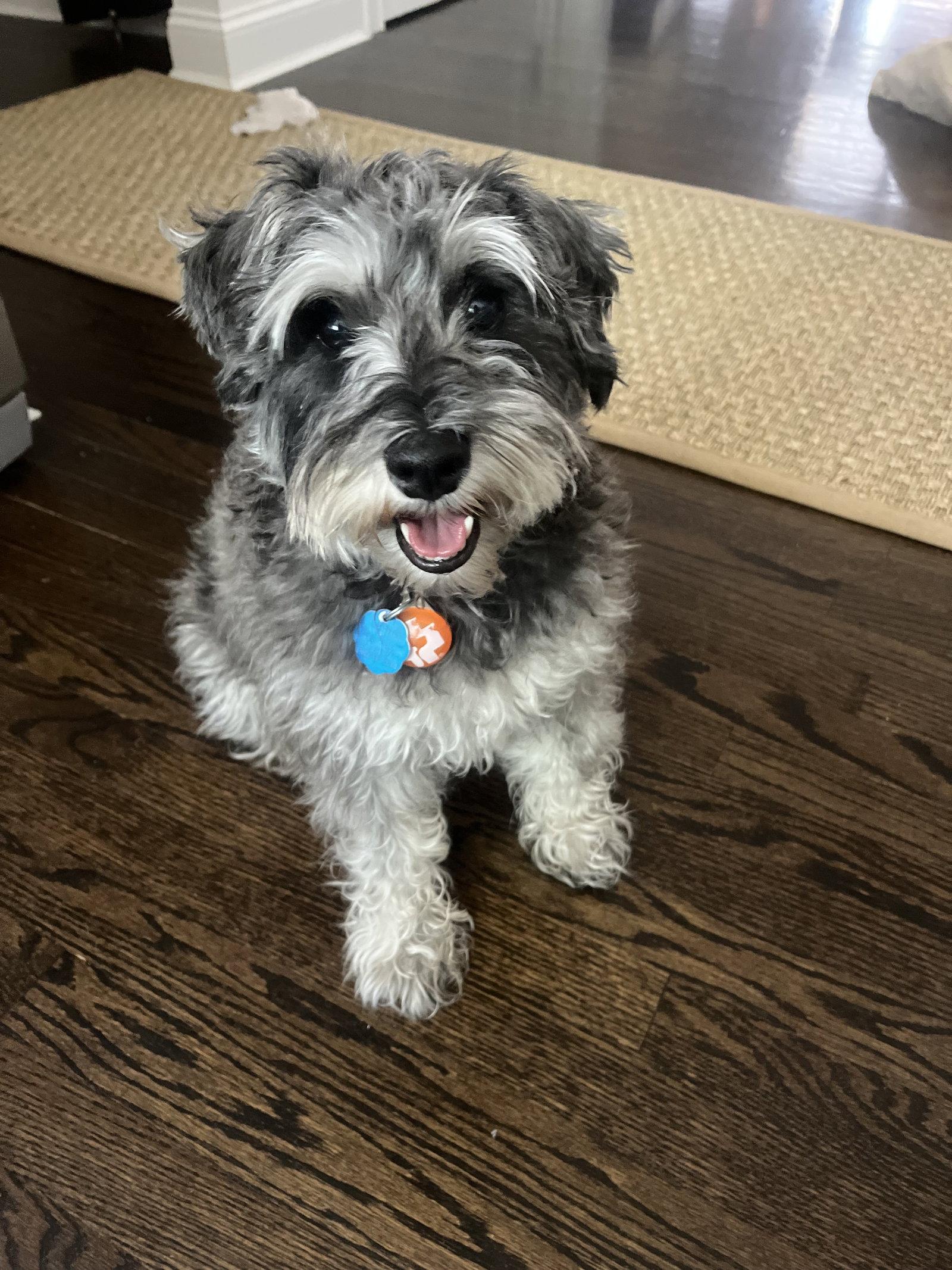 Enlarge Prince, a Adopted Schnauzer in East Derry, NH image 2/3