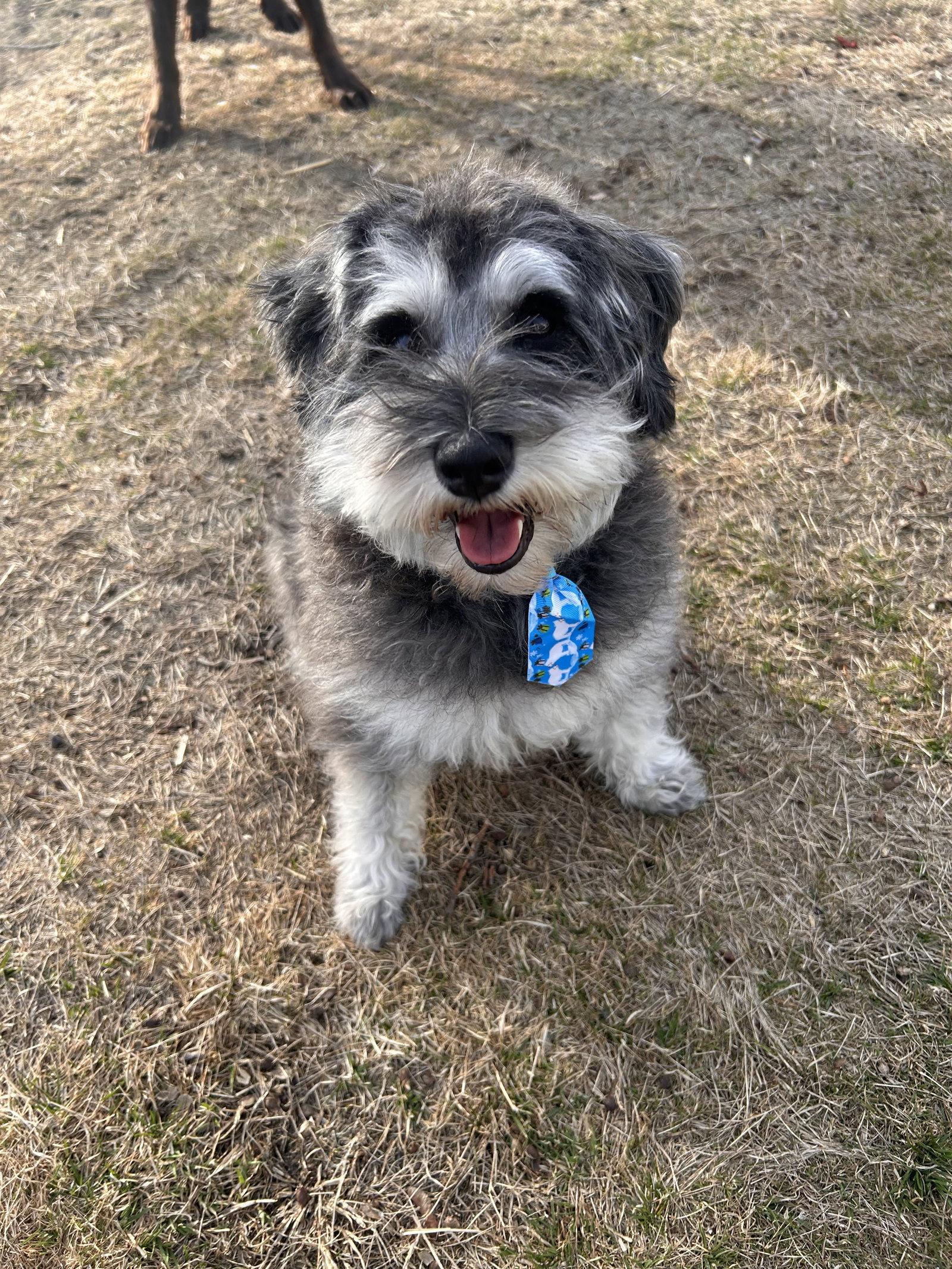 Enlarge Prince, a Adopted Schnauzer in East Derry, NH image 3/3
