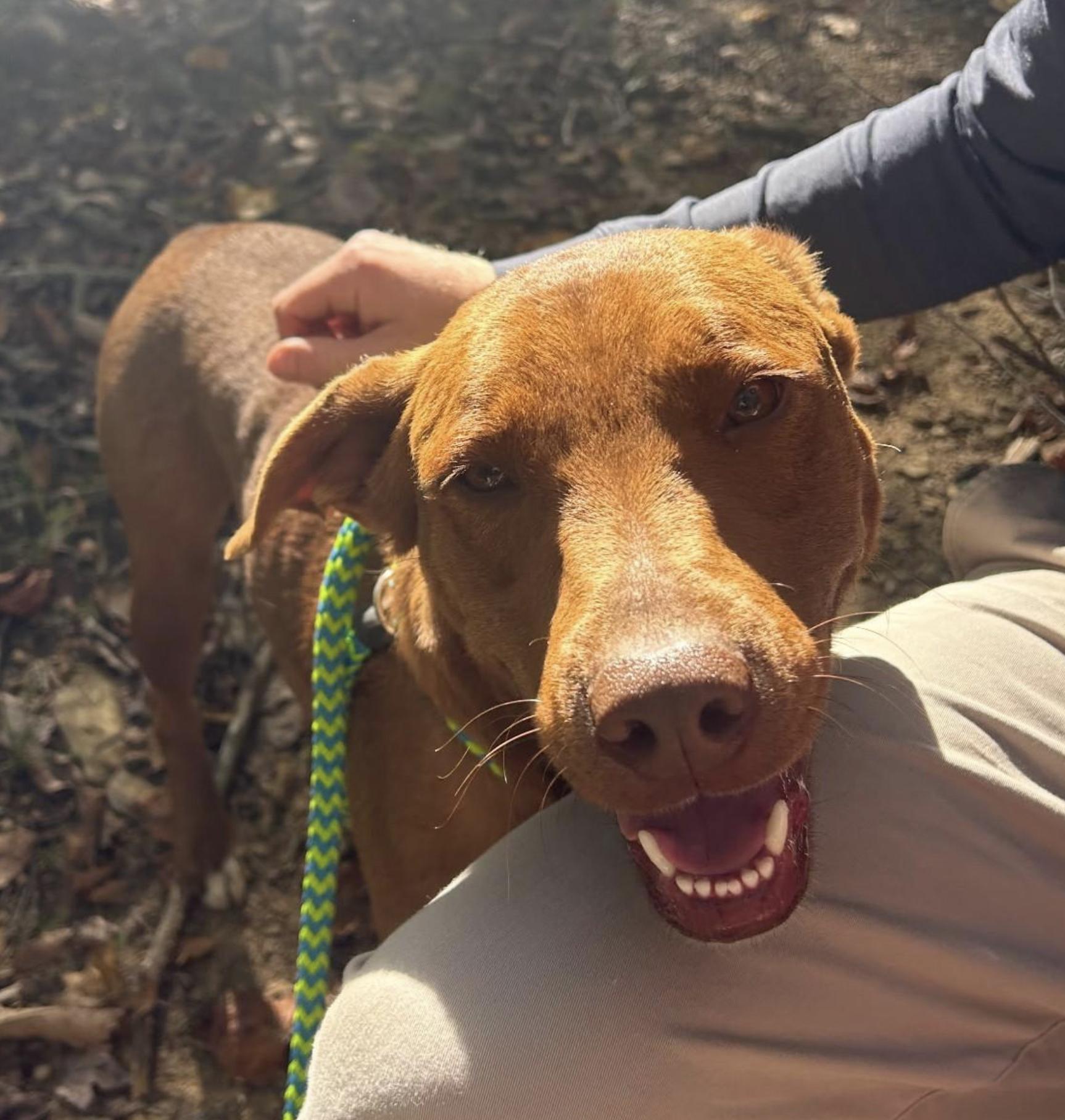 Caine Class — thumbnail 4