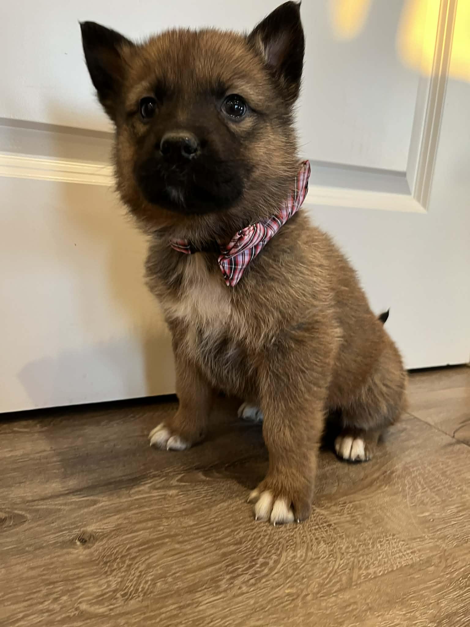 Enlarge Boulet, a Adoptable mixed breed in Saskatoon, SK image 3/3