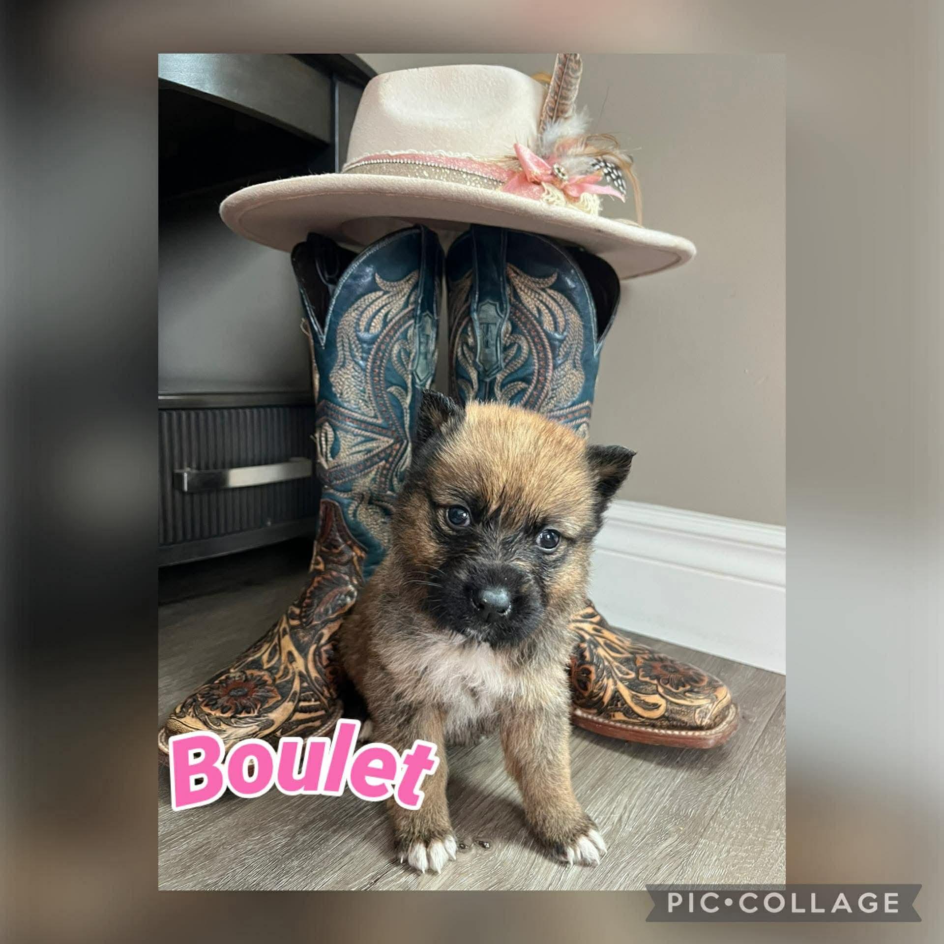 Enlarge Boulet, a Adoptable mixed breed in Saskatoon, SK image 2/3