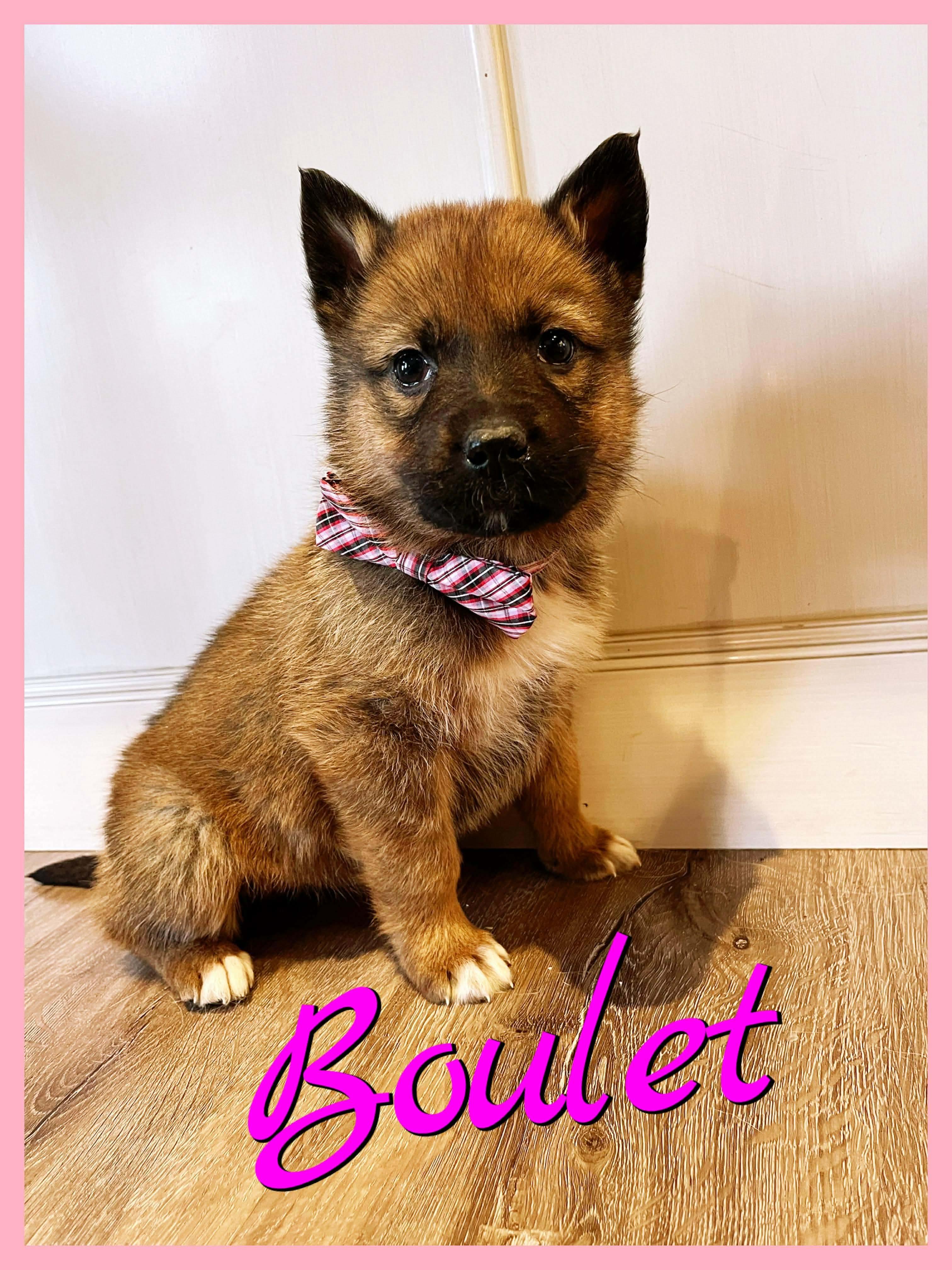 Boulet, Adoptable, Puppy Female Mixed Breed.