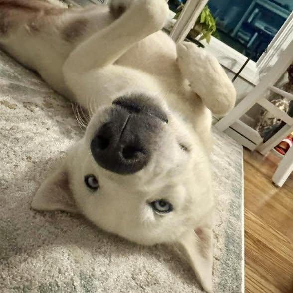 Luna, ADOPTABLE, Young Female Husky.