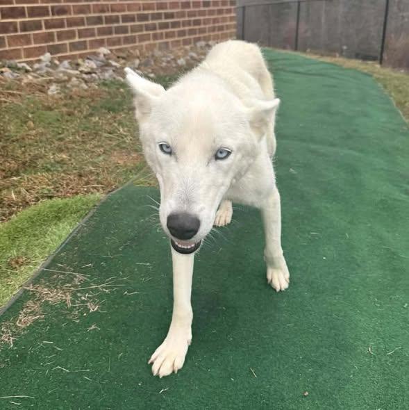 Luna, a ADOPTABLE mixed breed in Wilkesboro, NC image 2/4