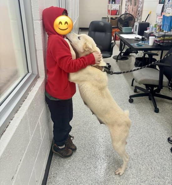 Luna, a ADOPTABLE mixed breed in Wilkesboro, NC image 3/4