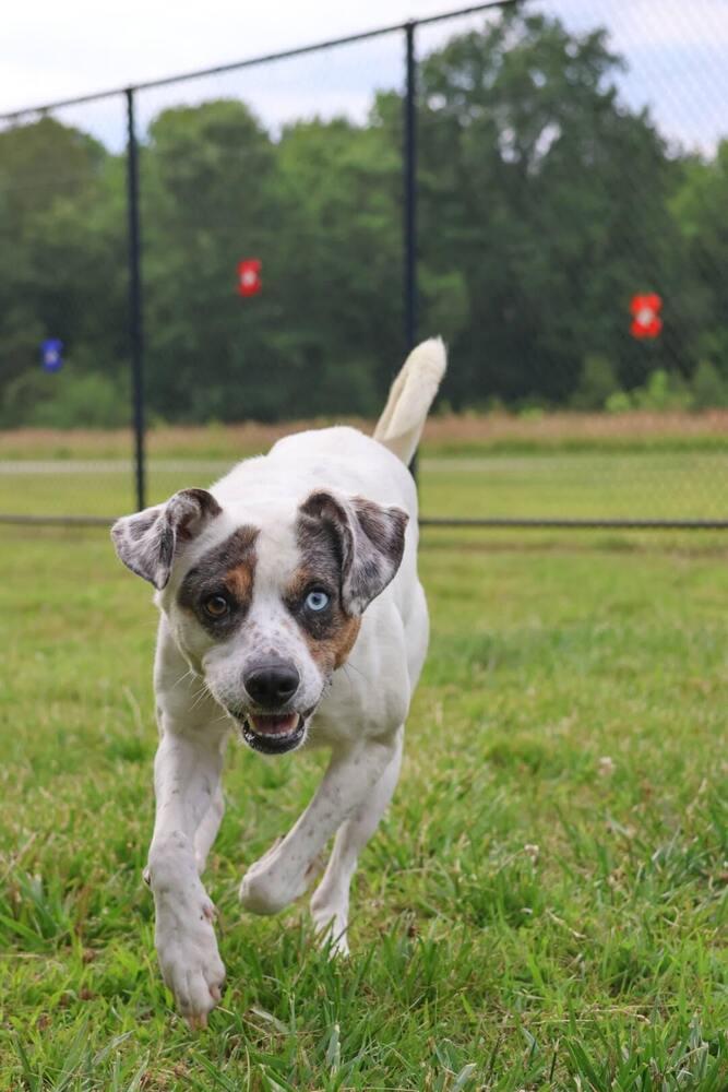 Merle, Adoptable, Young Male Feist.