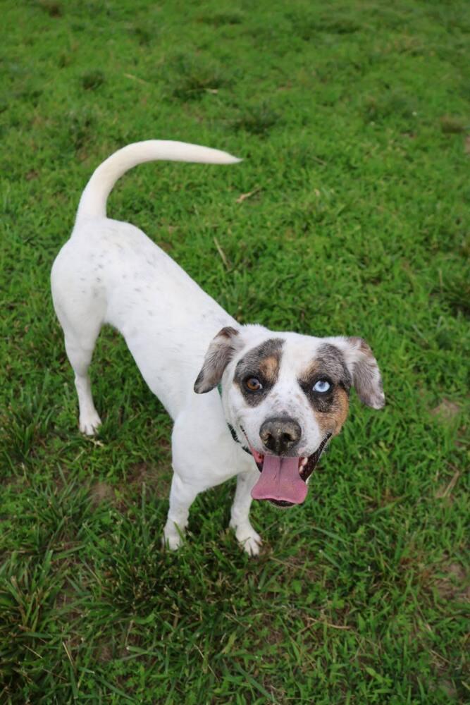 Merle, a Adoptable mixed breed in Washington, DC image 2/6