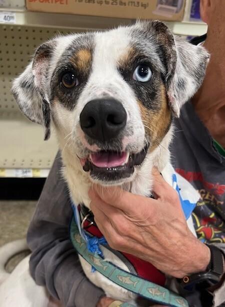 Enlarge Merle, a Adoptable mixed breed in Washington, DC image 1/6