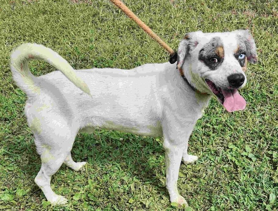 Enlarge Merle, a Adoptable mixed breed in Washington, DC image 2/6