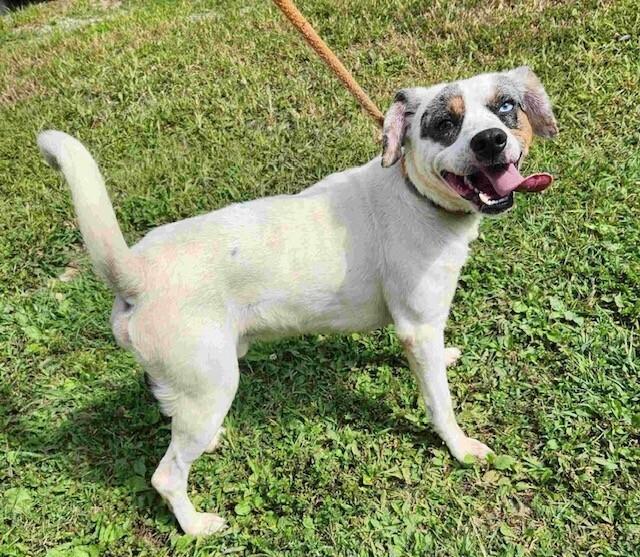 Enlarge Merle, a Adoptable mixed breed in Washington, DC image 4/6