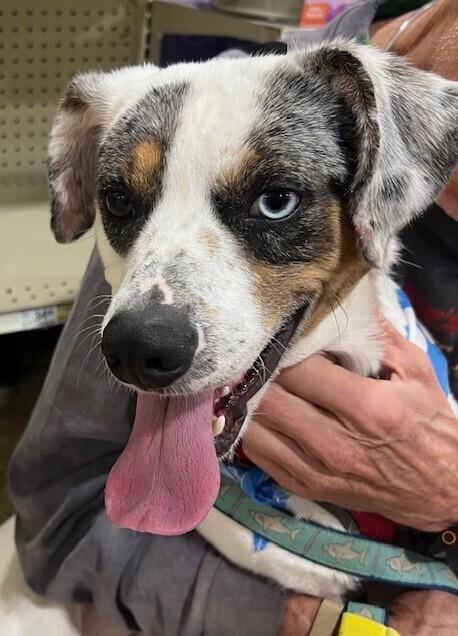 Enlarge Merle, a Adoptable mixed breed in Washington, DC image 5/6