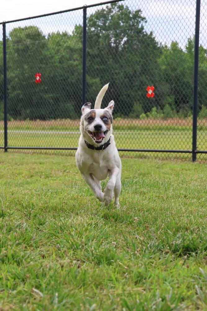 Merle, a Adoptable mixed breed in Washington, DC image 6/6