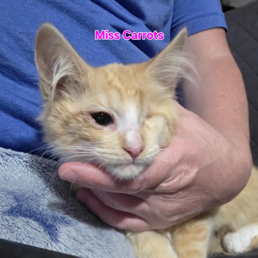 Enlarge Miss Carrots, a Adoptable Domestic Medium Hair in Othello, WA image 1/1