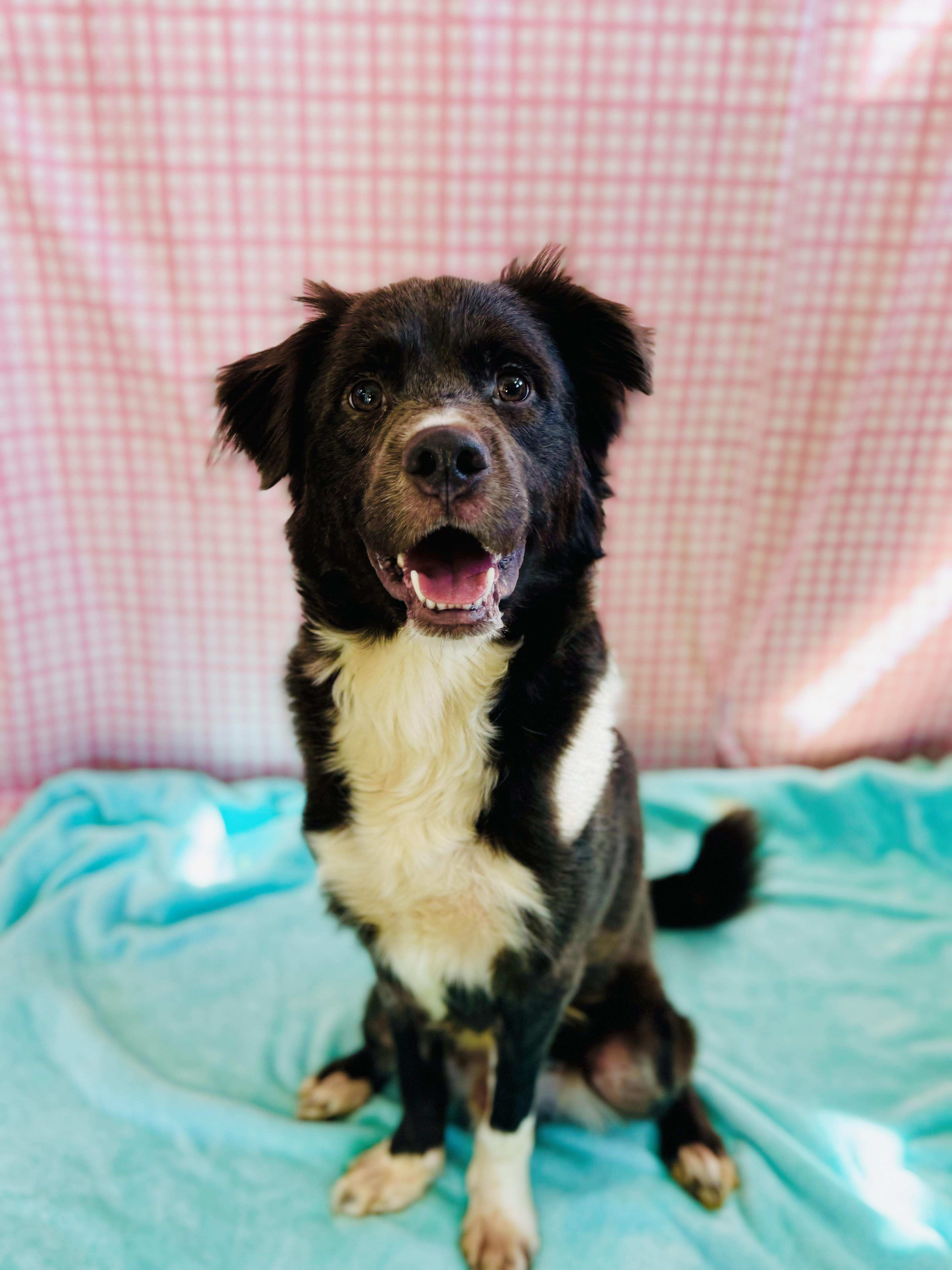 Enlarge Lewis, a ADOPTABLE mixed breed in Chickasha, OK image 1/3