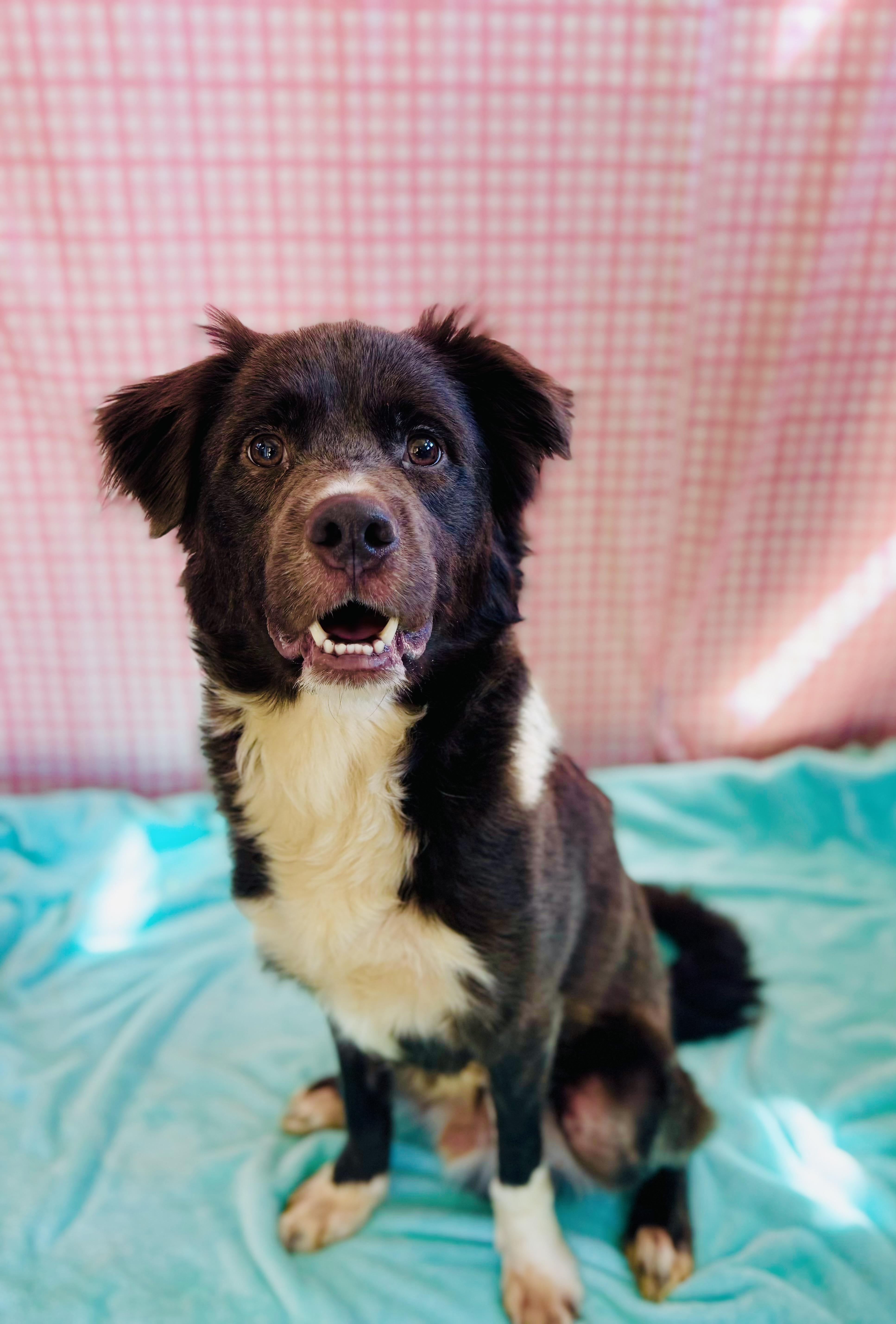 Enlarge Lewis, a ADOPTABLE mixed breed in Chickasha, OK image 3/3