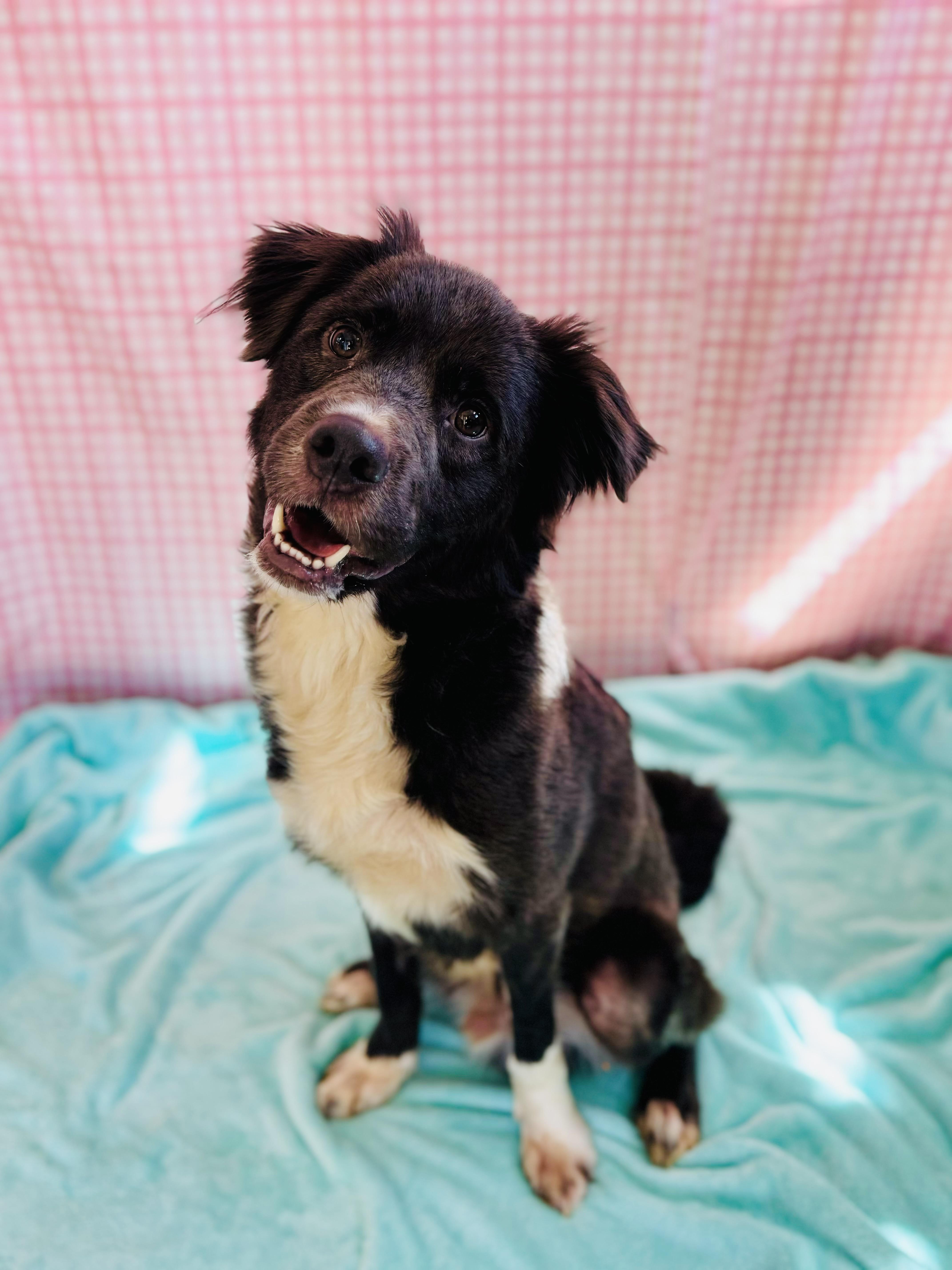 Enlarge Lewis, a ADOPTABLE mixed breed in Chickasha, OK image 2/3