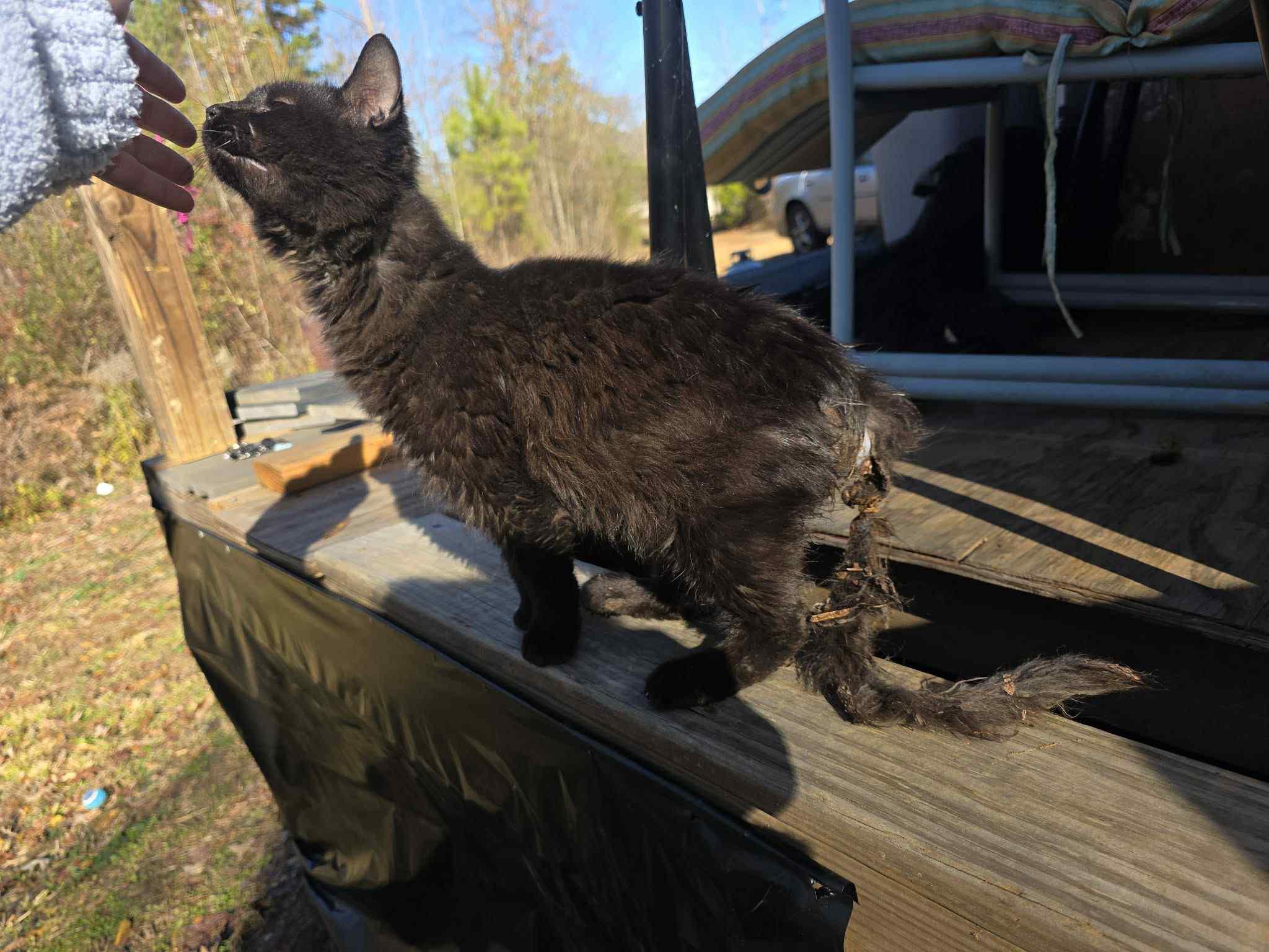 Tails, a Adoptable Domestic Short Hair in Randolph, AL image 1/2