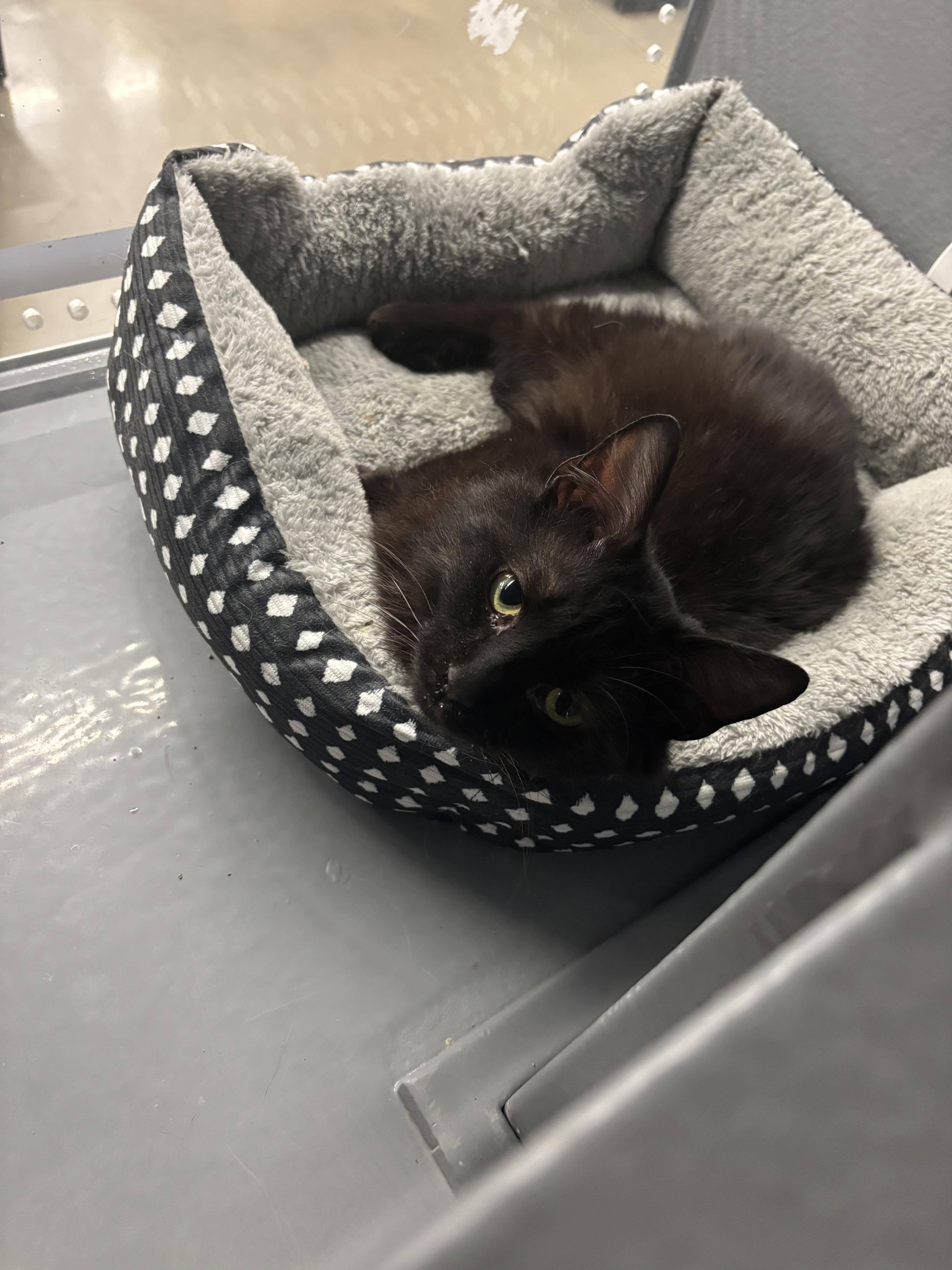 Tails, a Adoptable Domestic Short Hair in Randolph, AL image 2/2