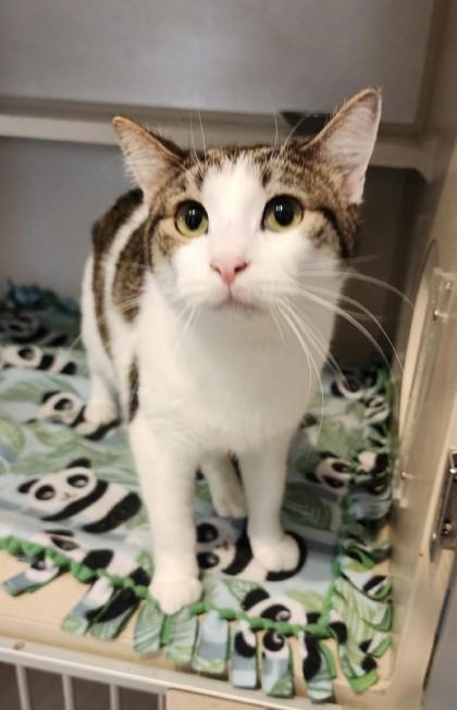 Stratton, Adoptable, Adult Male Domestic Short Hair & Tabby.