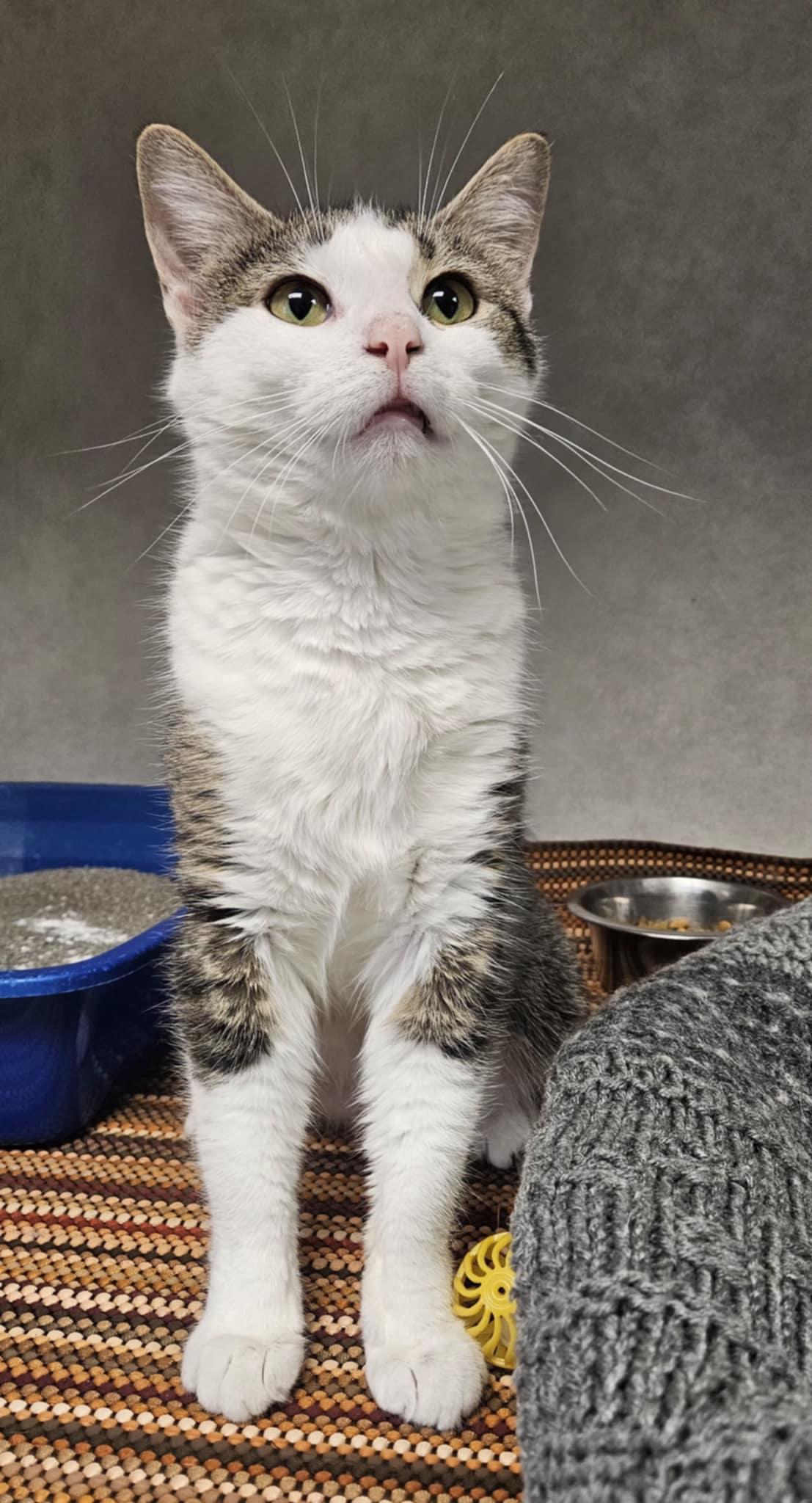 Alligator "Ali", a Adoptable Domestic Short Hair in Wapakoneta, OH image 3/4