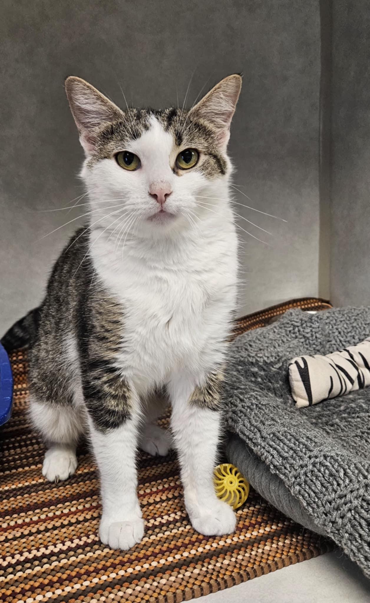 Alligator "Ali", a Adoptable Domestic Short Hair in Wapakoneta, OH image 4/4