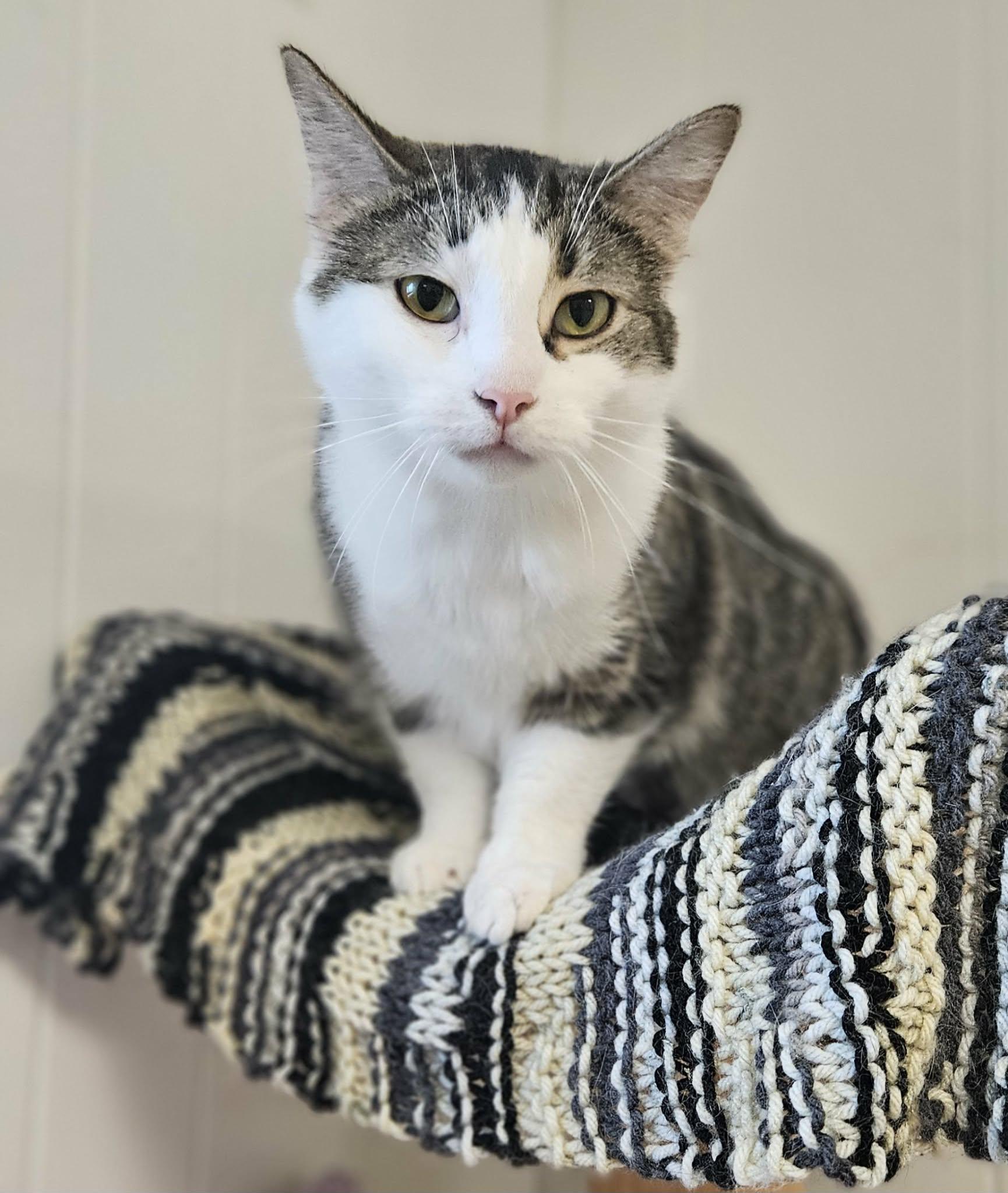 Enlarge Alligator "Ali", a Adoptable Domestic Short Hair in Wapakoneta, OH image 2/5