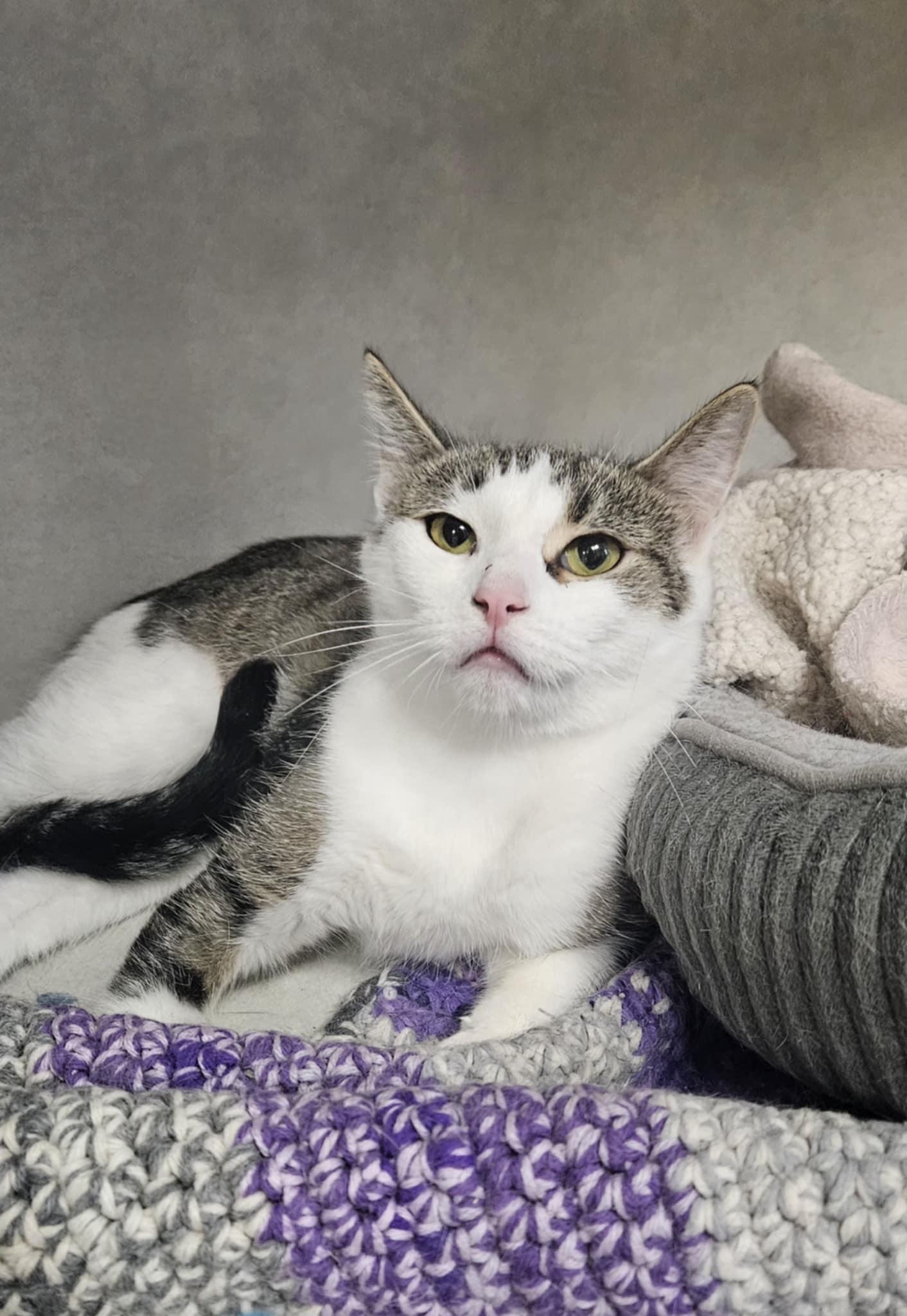 Alligator "Ali", a Adoptable Domestic Short Hair in Wapakoneta, OH image 2/4