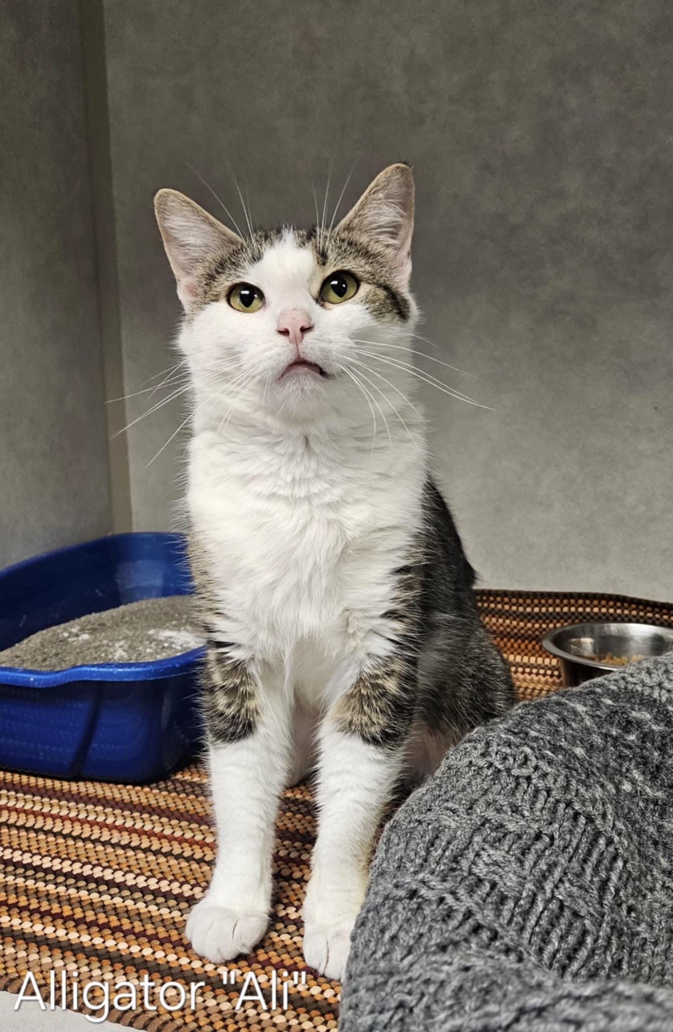 Alligator "Ali", a Adoptable Domestic Short Hair in Wapakoneta, OH image 1/4