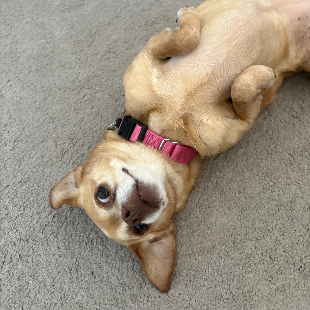 Enlarge Mabel, a Adoptable Chihuahua in Nashville, TN image 1/6