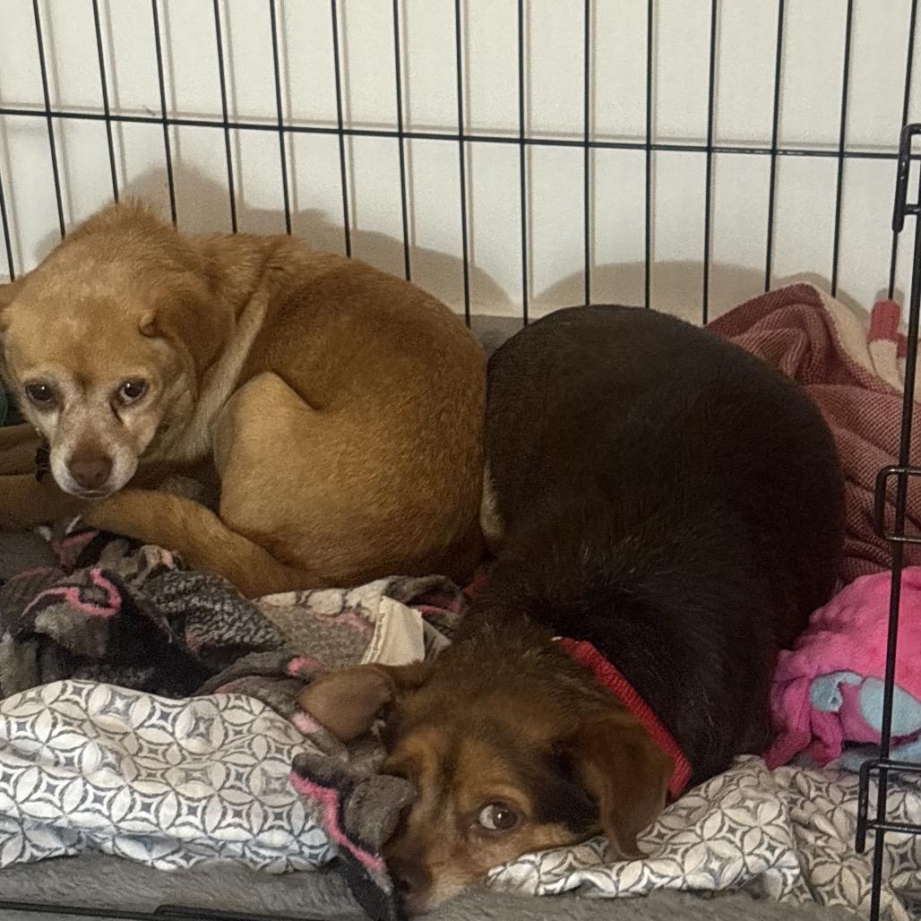 Enlarge Mabel, a Adoptable Chihuahua in Nashville, TN image 2/6
