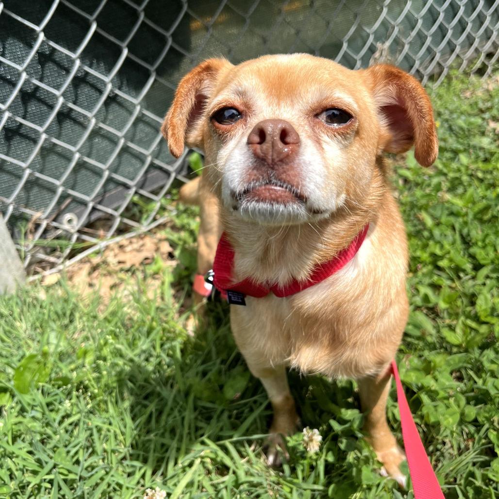 Enlarge Mabel, a Adoptable Chihuahua in Nashville, TN image 3/6