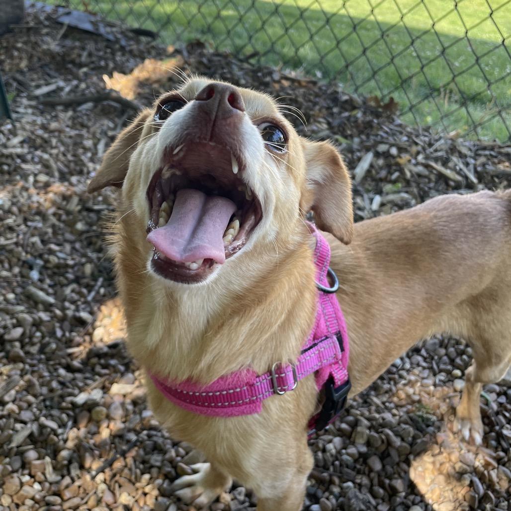 Enlarge Mabel, a Adoptable Chihuahua in Nashville, TN image 4/6