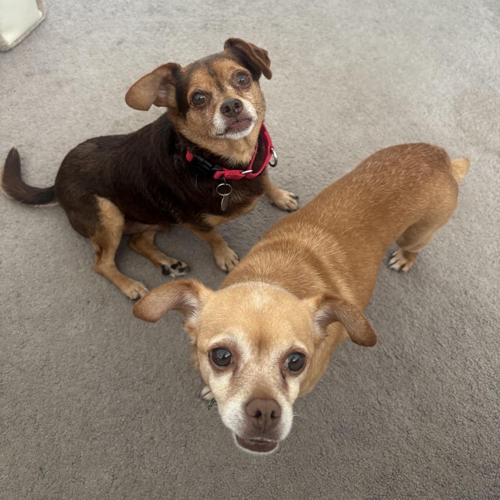 Enlarge Mabel, a Adoptable Chihuahua in Nashville, TN image 5/6