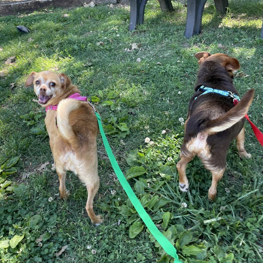 Enlarge Mabel, a Adoptable Chihuahua in Nashville, TN image 6/6
