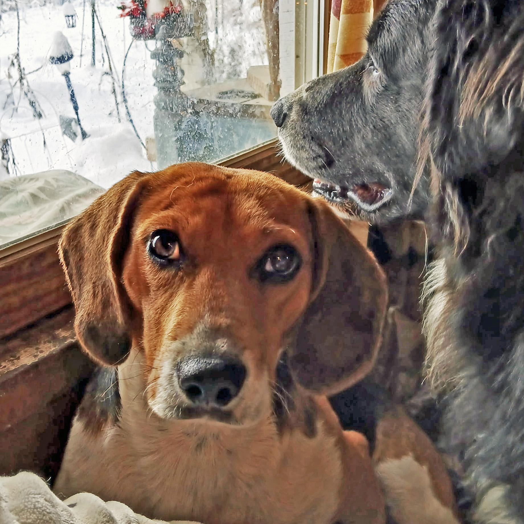 Chase, Adoptable, Young Male Beagle.