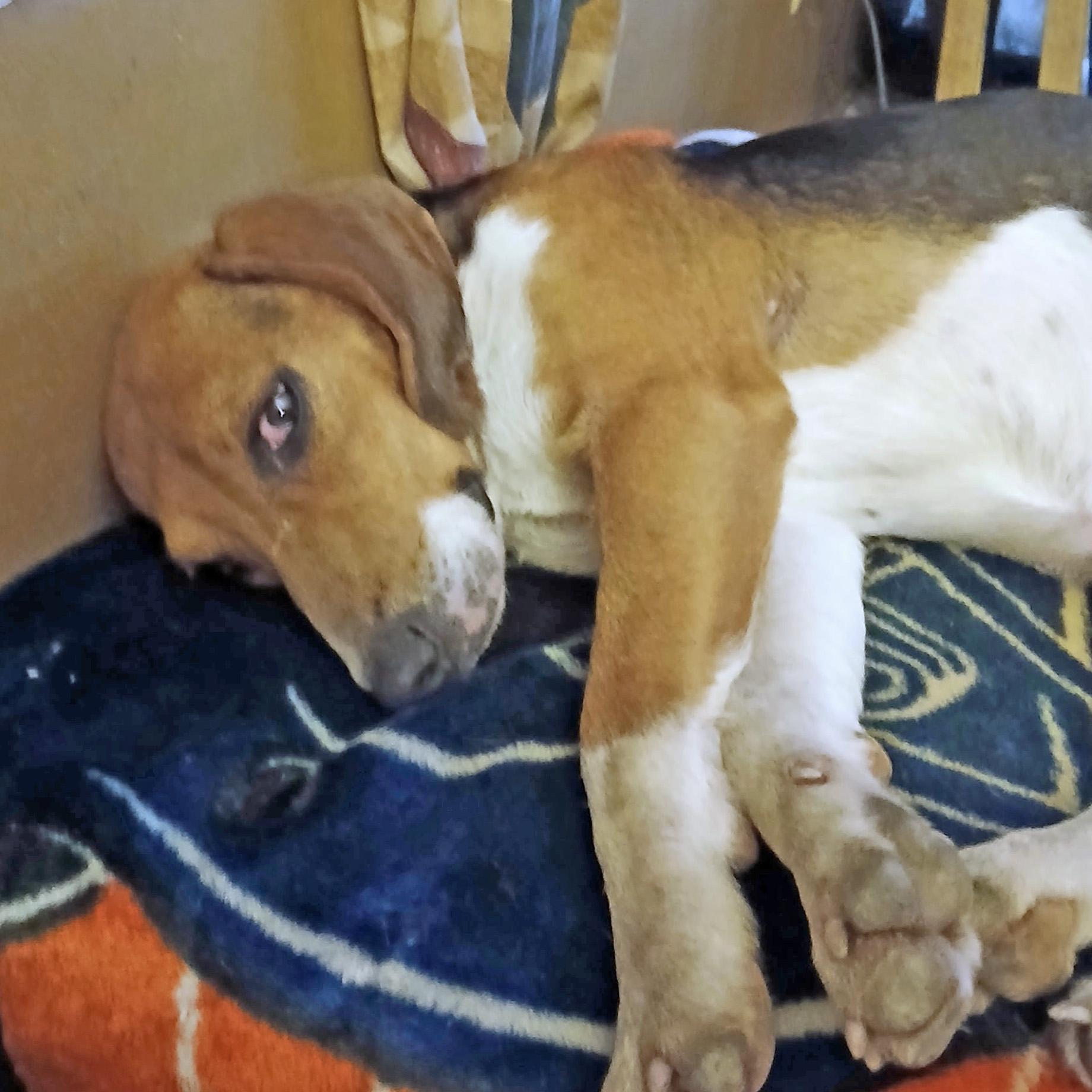 Enlarge Chase, an adoption pending Beagle in London, OH image 2/4