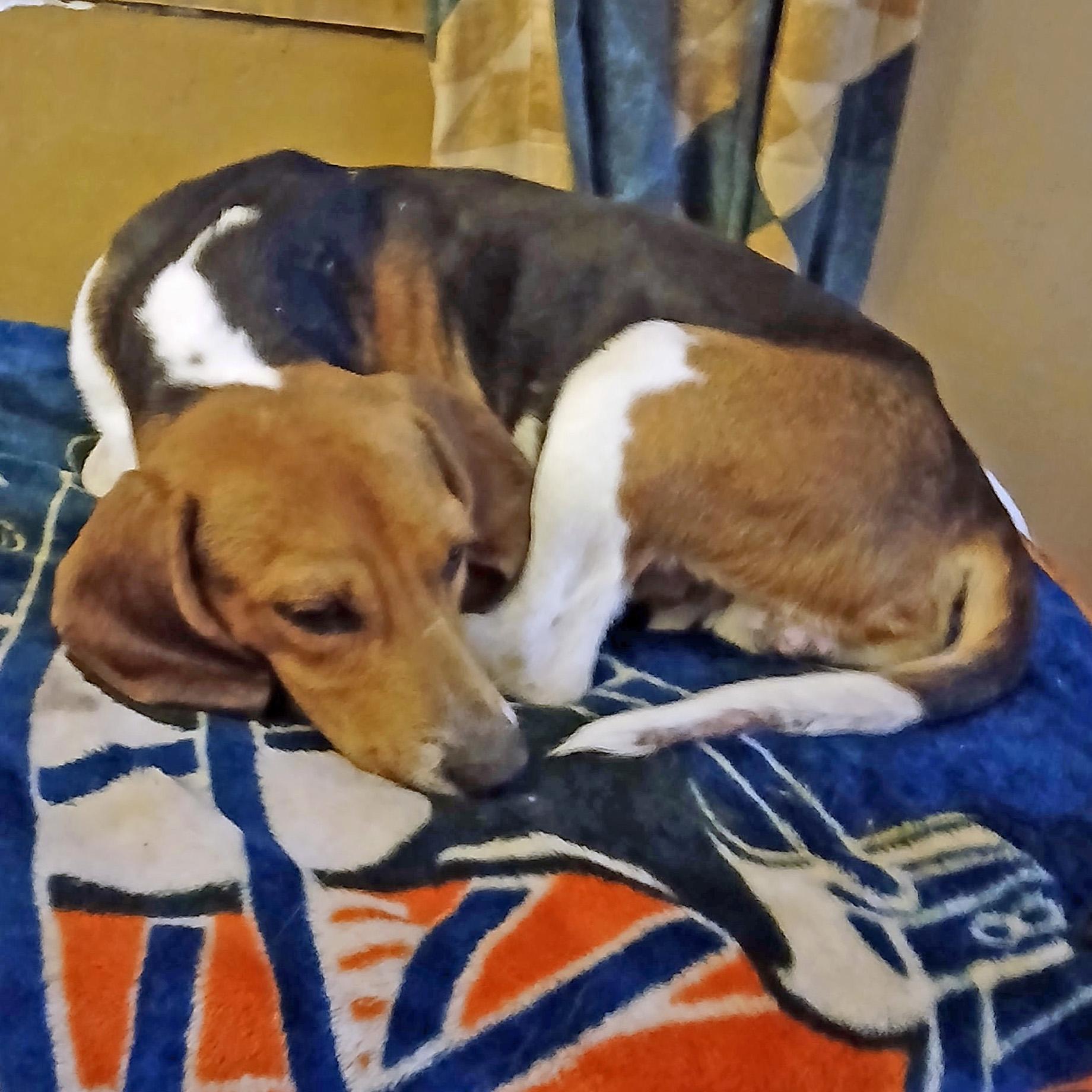 Enlarge Chase, an adoption pending Beagle in London, OH image 3/4