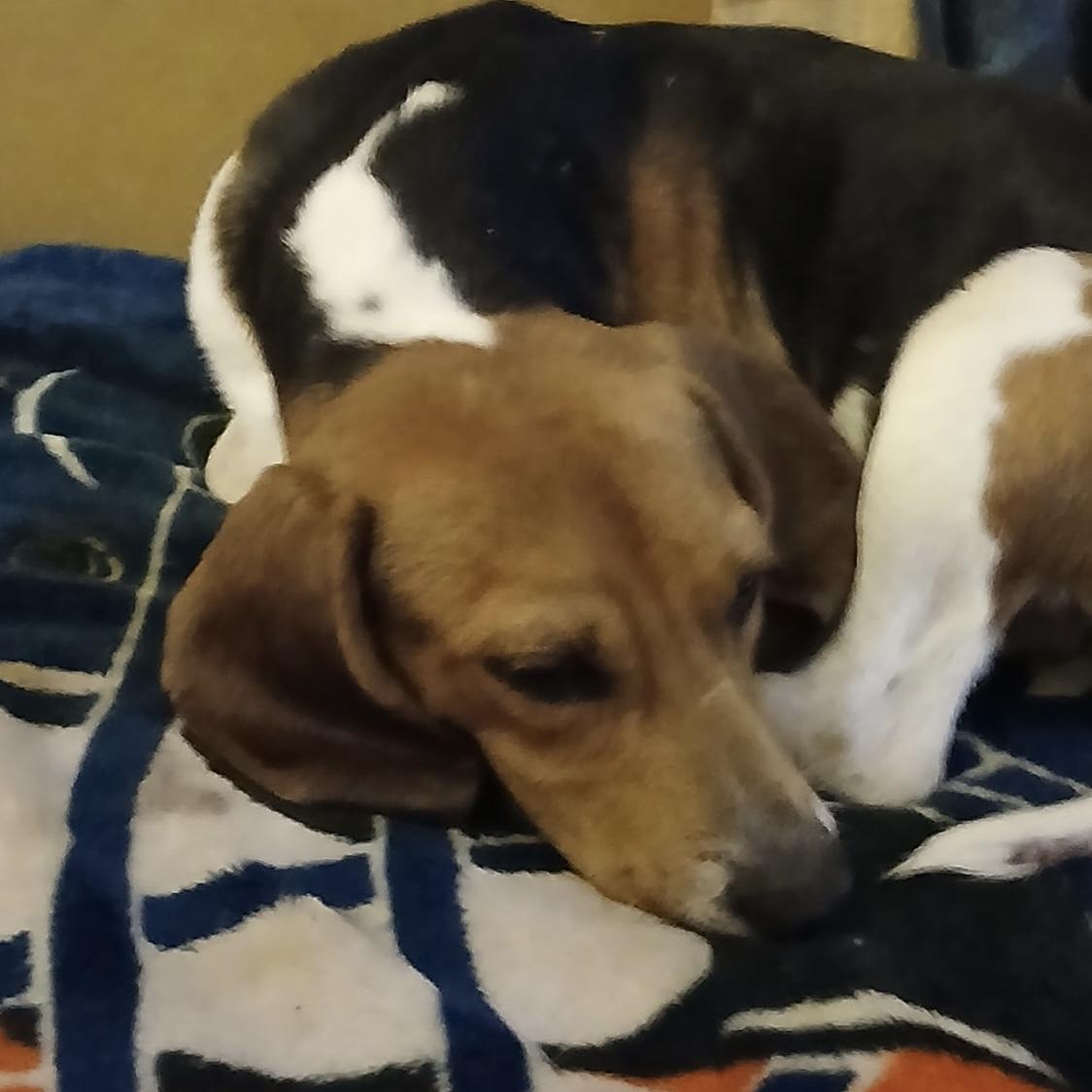 Enlarge Chase, an adoption pending Beagle in London, OH image 4/4