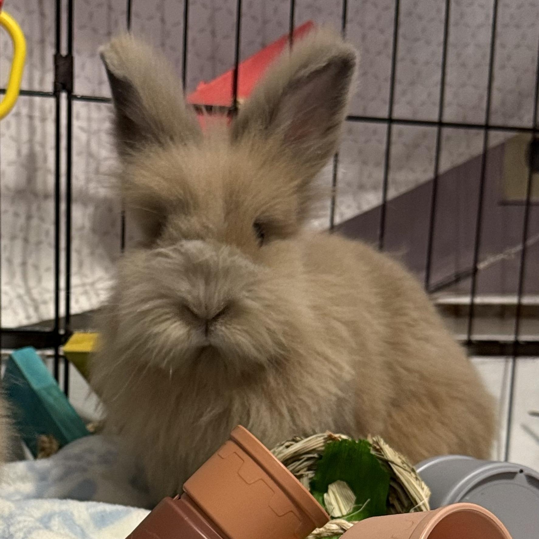 Ethel - & Lucy, adopted, Adult Female Lionhead & Dwarf.