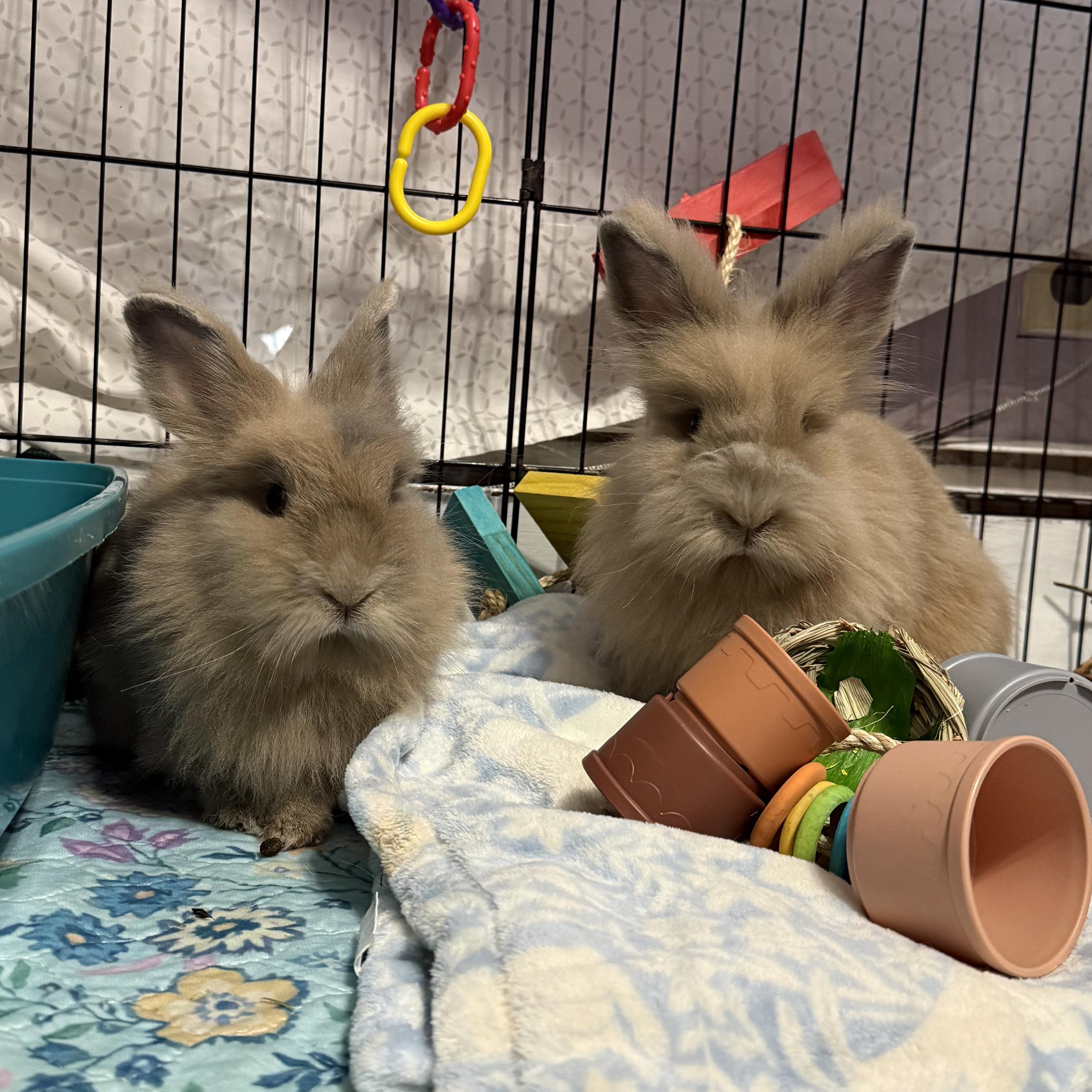 Enlarge Ethel - & Lucy, an adopted mixed breed in Worcester, MA image 2/2