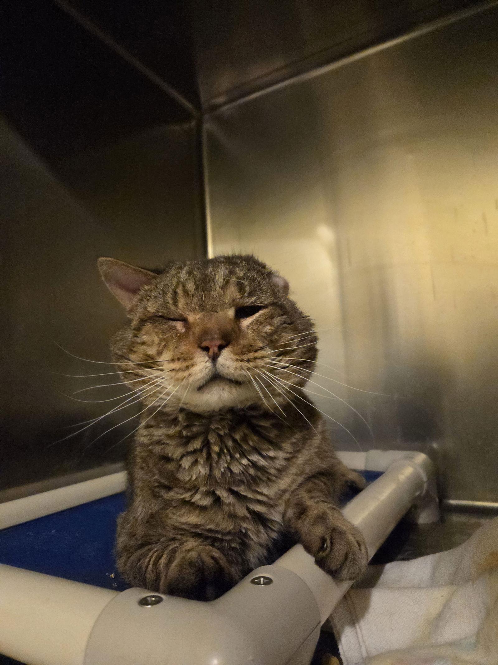 Grumpy, Adoptable, Adult Male Tabby.