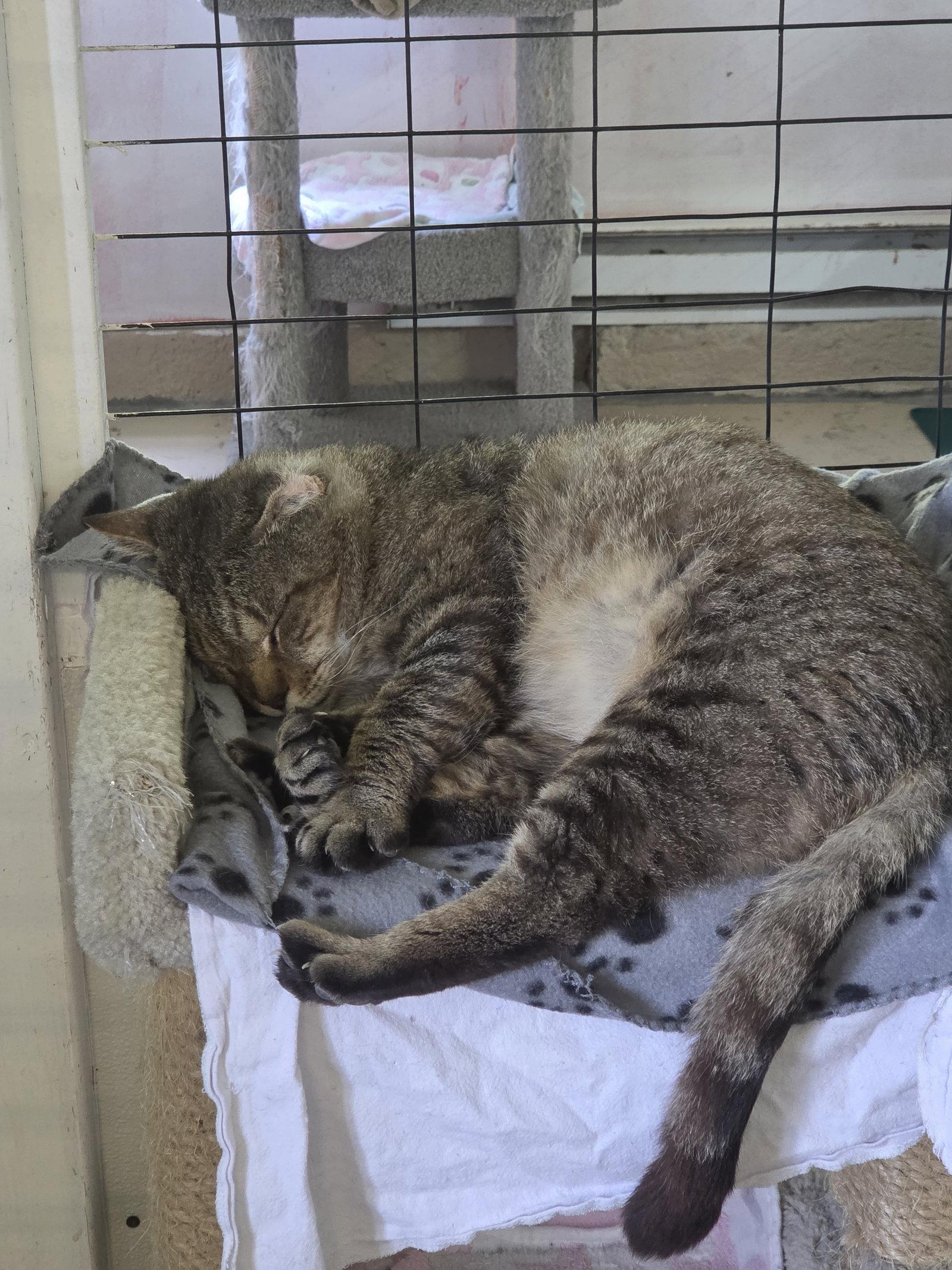 Grumpy, Adoptable, Adult Male Tabby.