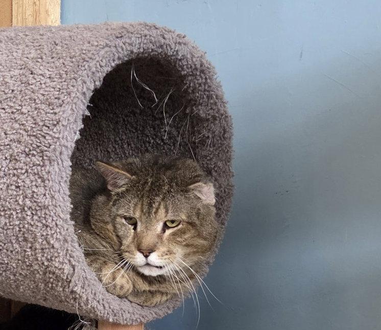Grumpy, Adoptable, Adult Male Tabby.