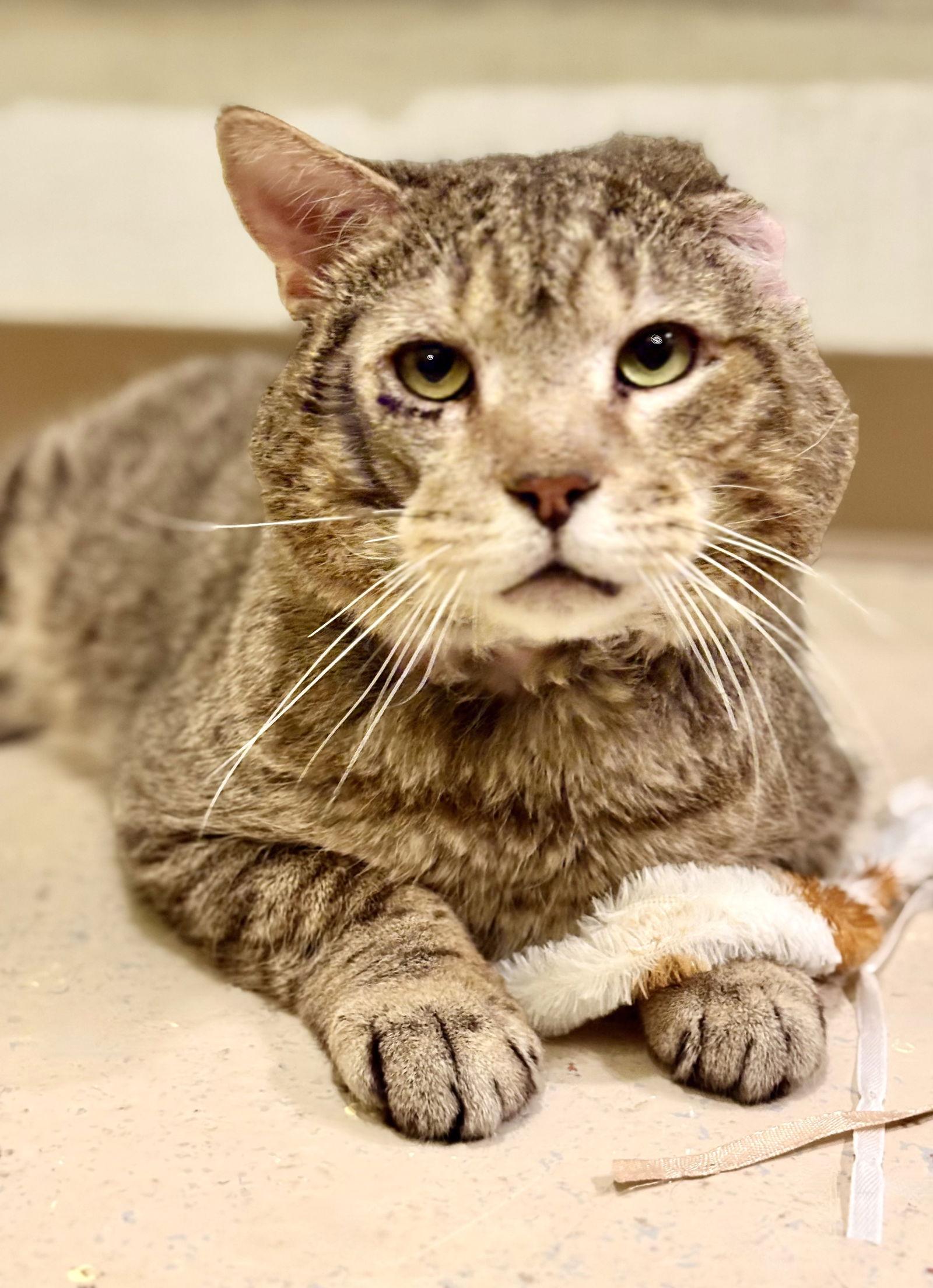 Enlarge Grumpy, a Adoptable Tabby in Flint Hill, VA image 1/2