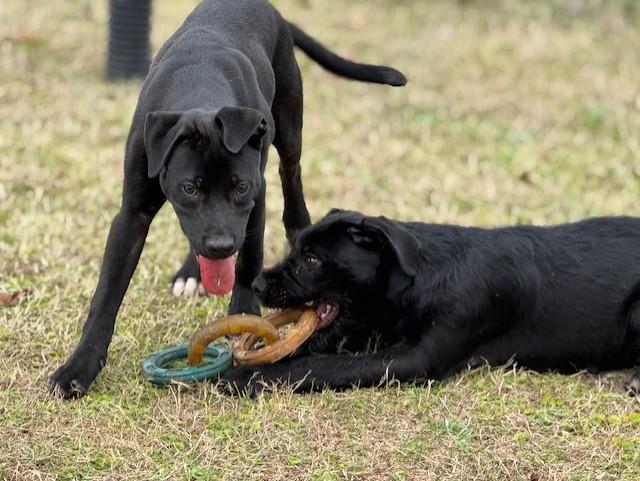 Enlarge DETROIT, a ADOPTABLE mixed breed in Lynn Haven, FL image 5/6