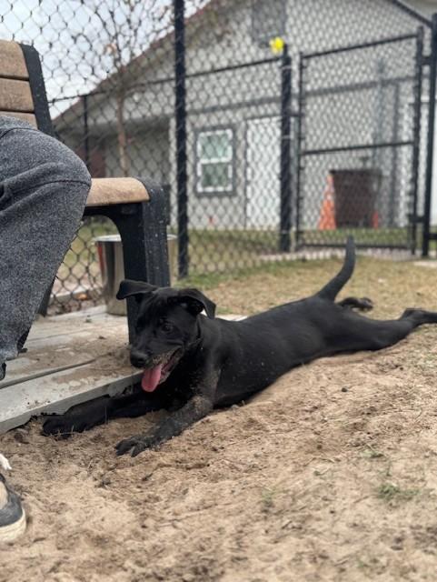 Enlarge DETROIT, a ADOPTABLE mixed breed in Lynn Haven, FL image 4/6