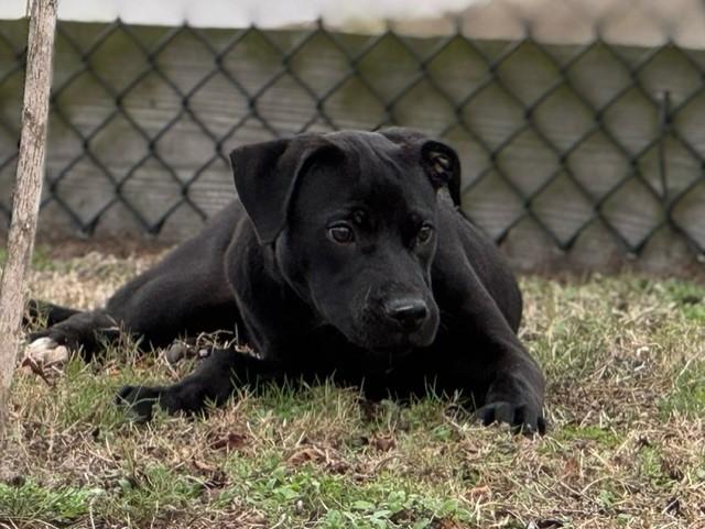 Enlarge DETROIT, a ADOPTABLE mixed breed in Lynn Haven, FL image 1/6